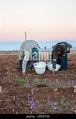 Early Dawn Saffron Flower Harvesting by Women Cultivators in Taliouine, Southern Morocco Stock Photo