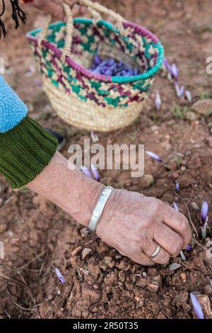 Women in Taliouine, Morocco, Harvesting Saffron Flowers in the Morning Twilight Stock Photo