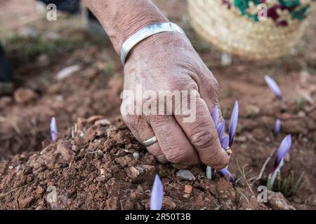 Dawn's Break Saffron Flower Collection by Female Growers in Taliouine, Southern Morocco Stock Photo