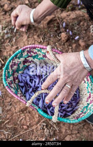 women-in-taliouine-morocco-harvesting-saffron-flowers-in-the-morning