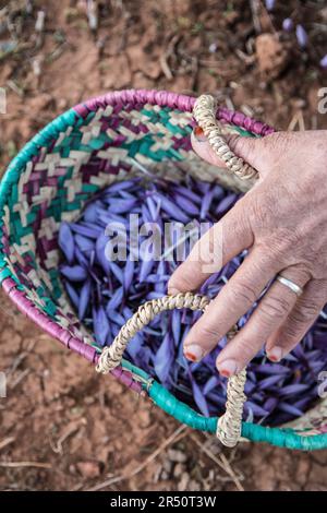 Female Saffron Farmers in Taliouine, Morocco, Gathering Blooms in the Pre-Dawn Light Stock Photo