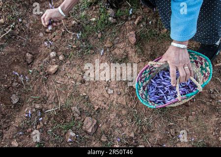 Women Saffron Cultivators in Taliouine, Morocco, Picking Flowers at Dawn's Break Stock Photo