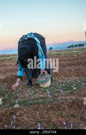 Female Saffron Farmers in Taliouine, Morocco, Collecting Flowers Before Dawn Stock Photo