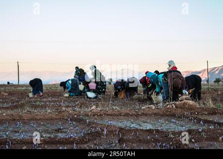 Saffron Flowers Harvesting Pre-Sunrise by Women Cultivators in Taliouine, Morocco Stock Photo