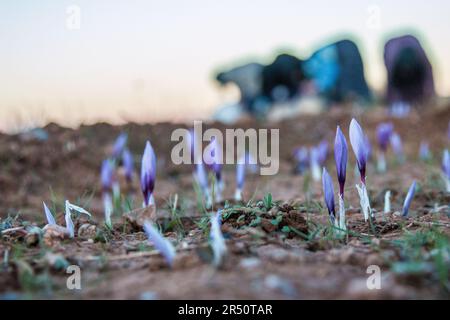 Female Saffron Growers Picking Flowers Early in the Morning in Taliouine, South Morocco Stock Photo