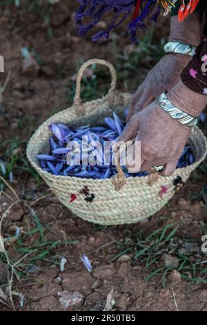 Women Saffron Farmers in Taliouine, Morocco, Gathering Flowers before Sunrise Stock Photo