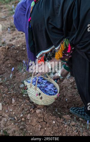 Early Morning Harvesting of Saffron Flowers by Female Cultivators in Taliouine, Southern Morocco Stock Photo