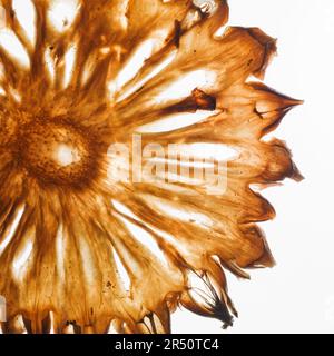 Dried pineapple slice Stock Photo