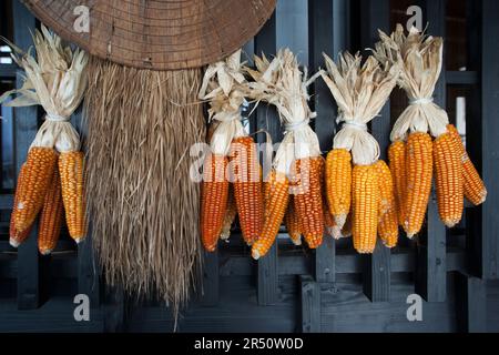 Dried corn on the cob, hanging Stock Photo