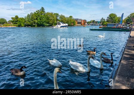 Swans and Canada geese on The River Thames at Windsor in Berkshire, UK Stock Photo