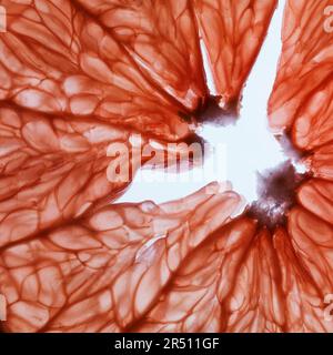 Grapefruit (Close up) Stock Photo
