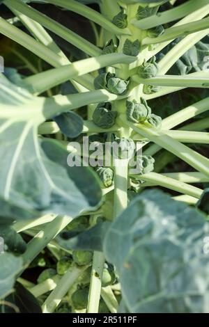 Young Brussels sprouts on the plant Stock Photo