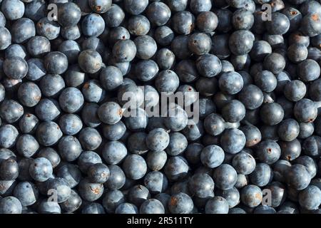 Sloes (full picture) Stock Photo