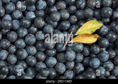 Sloes (full picture) Stock Photo