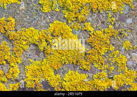 Common Orange Lichen -  Xanthoria parietina, Farm Gate Post Stock Photo