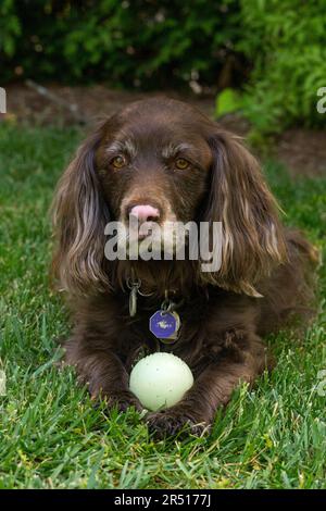 Brown cocker spaniel dog in the grass Stock Photo