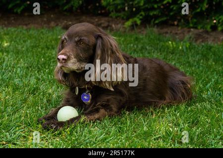 Brown cocker spaniel dog in the grass Stock Photo