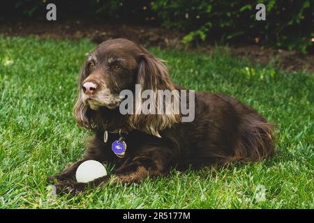 Brown cocker spaniel dog in the grass Stock Photo