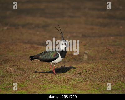 Male lapwing in breeding plumage have longer head plumes than the females. Stock Photo