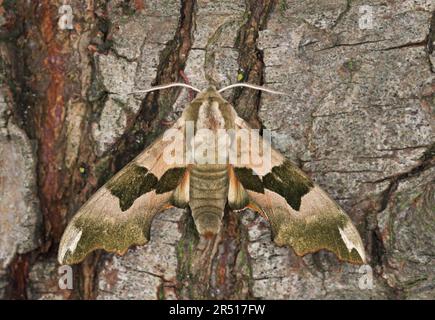 Lime Hawk-moth (Mimas tiliae) adult at rest on tree trunk  Eccles-on-Sea, Norfolk, UK               April Stock Photo