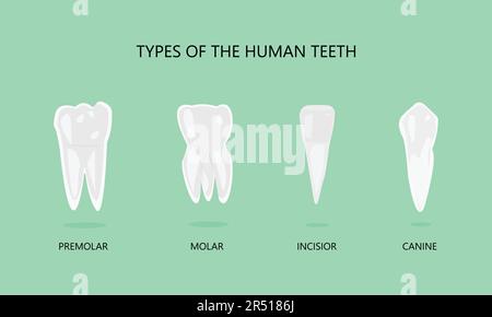 illustration of types of human teeth Stock Vector
