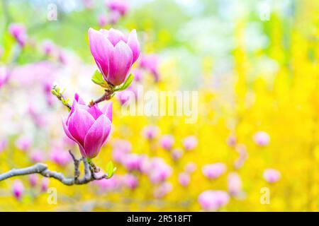 Two blooming pink magnolia buds cling to a branch in a garden setting against a bright yellow background with copy space. Promise of new beginnings th Stock Photo