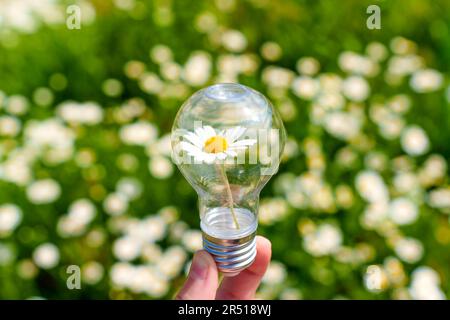 Close-up of light bulb with a blooming daisy nestled inside held gently in a hand isolated on a green meadow background. Symbolism of light and growth Stock Photo