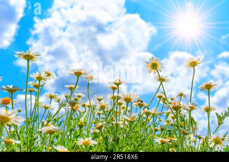 Wide-angle view from below showcases the enchanting sight of blooming daisies stretching towards the sun's rays against a backdrop of clear blue sky a Stock Photo