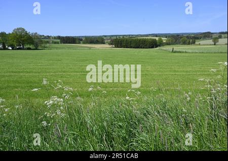 St. Vith, Belgium. 28th May, 2023. green landscape fields with colorful flowering borders and verges Credit: Horst Galuschka/dpa/Alamy Live News Stock Photo