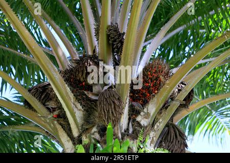 salvador, bahia, brazil may 29,2023: oil palm fruit seen on a plant in the city of salvador. Stock Photo