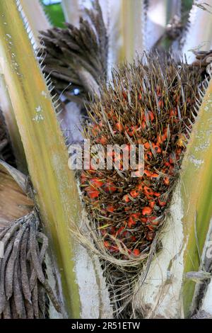 salvador, bahia, brazil may 29,2023: oil palm fruit seen on a plant in the city of salvador. Stock Photo