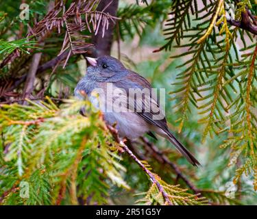 Slate Coloured Junco perched on a cedar tree branch with a forest background in its environment and habitat surrounding and displaying multi coloured Stock Photo