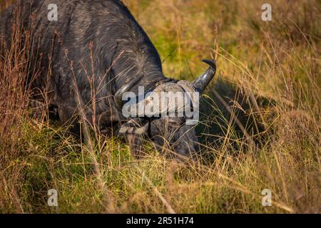 Buffalo in Nambiti game reserve, South Africa Stock Photo