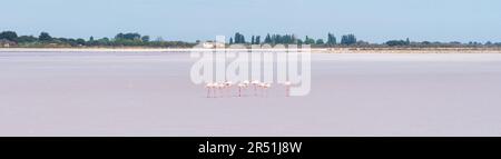 Pink Greater Flamingos birds at  pink salt marsh near Aigues-Mortes, France. Beautiful rose color of water is due to microscopic algae Stock Photo
