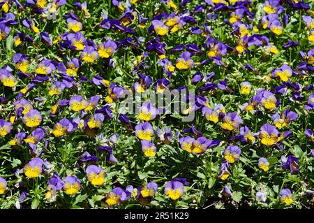 bed of pansies, purple, yellow, green leaves, close-up, Viola x wittrockiana, short size, moderate temperatures, cultivated flowers, nature, garden, s Stock Photo