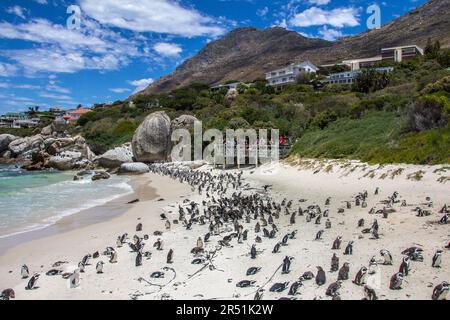 Pinguins in Simon's town, Cape Town, South Africa Stock Photo