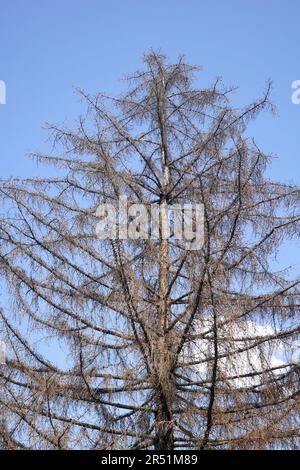 Dead pine tree against a blue sky in a garden, Szigethalom, Hungary Stock Photo