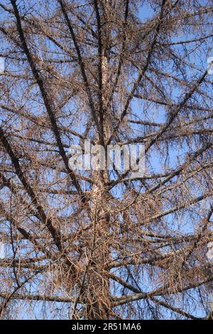 Dead pine tree against a blue sky in a garden, Szigethalom, Hungary Stock Photo