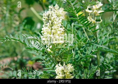 Astragalus close-up. Also called milk vetch, goat's-thorn or vine-like. Spring green background. Stock Photo