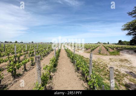 Landscape Pomerol Saint Emilion vineyards in Bordeaux region in France Stock Photo