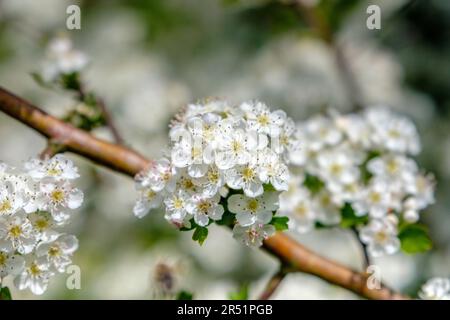 Common Hawthorn, Crataegus monogyna, in blossom Stock Photo