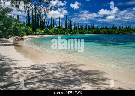 pins colonnaires sur l'ile des pins, Nouvelle Caledonie Stock Photo