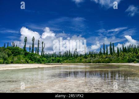 pins colonnaires sur l'ile des pins, Nouvelle Caledonie Stock Photo