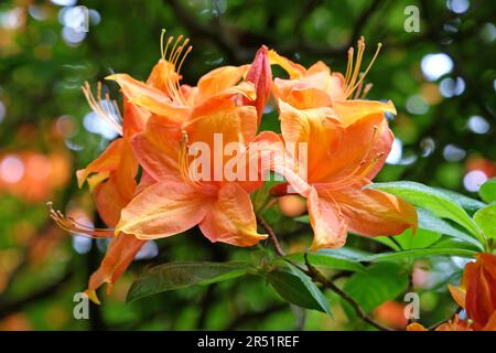 Orange Flame Azalea in flower. Stock Photo