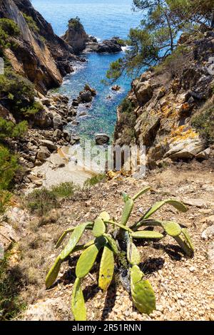 Nature in all its splendor: an experience for the senses. Costa Brava, near small town Palamos, Spain Stock Photo