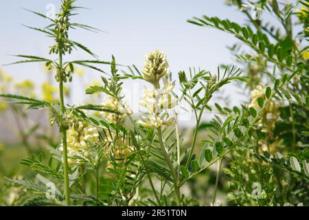 Astragalus close-up. Also called milk vetch, goat's-thorn or vine-like. Spring green background. Stock Photo