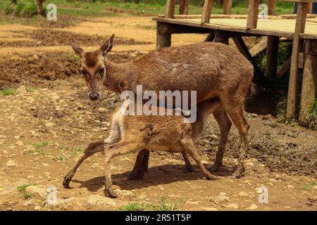 A mother deer feeding her Fawns with milk Stock Photo - Alamy