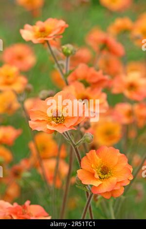 Orange Geum 'Prinses Juliana' in flower. Stock Photo
