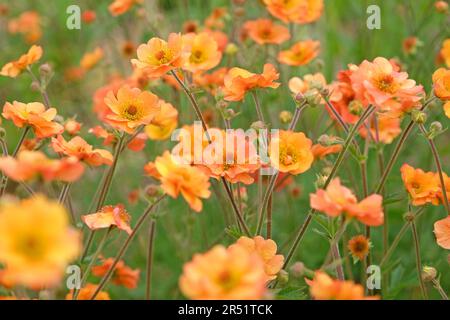 Orange Geum 'Prinses Juliana' in flower. Stock Photo