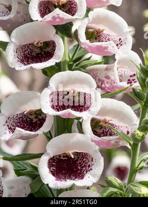 The deep pink throated flowers of the hybrid foxglove Digitalis 'Pams Choice' Stock Photo
